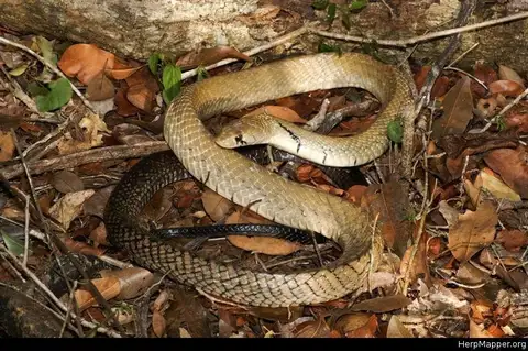 Central American Indigo Snake