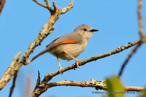 Red-winged Grey Warbler