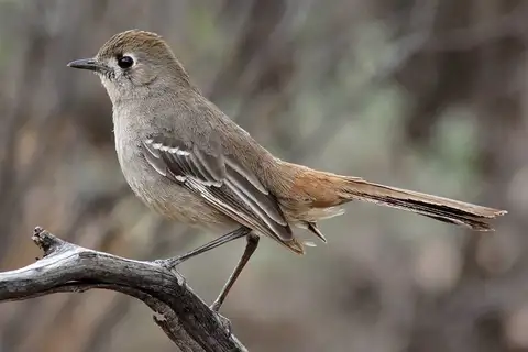 Southern Scrub Robin