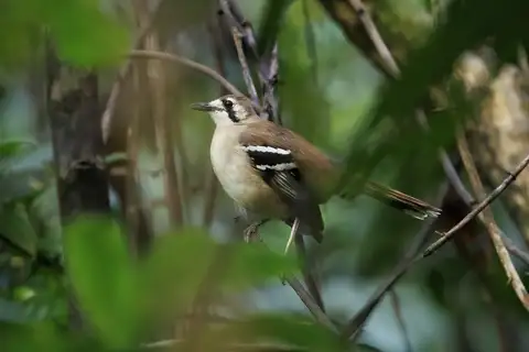 Northern Scrub Robin