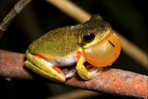Cooloola Tree Frog