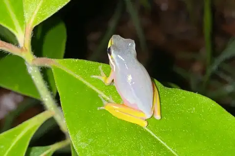 Eastern Dwarf Tree Frog