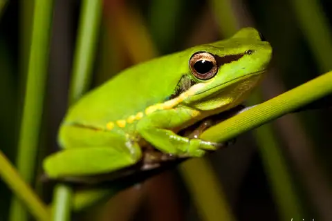 Olongburra Tree Frog