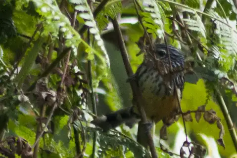 East Andean Antbird