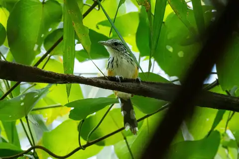 Striated Antbird