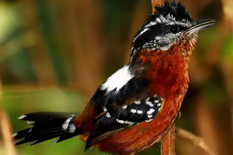 Ferruginous Antbird