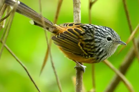 Santa Marta Antbird