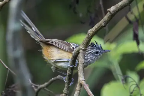 Klages's Antbird