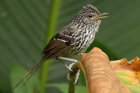 Dusky-tailed Antbird