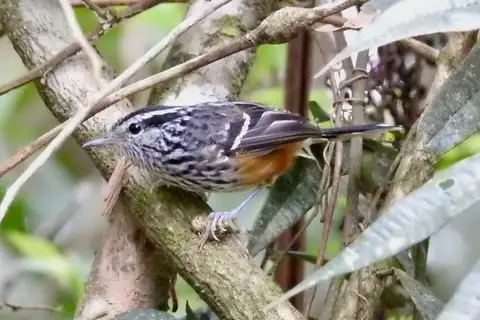Ochre-rumped Antbird