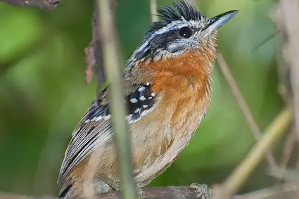 Bertoni's Antbird