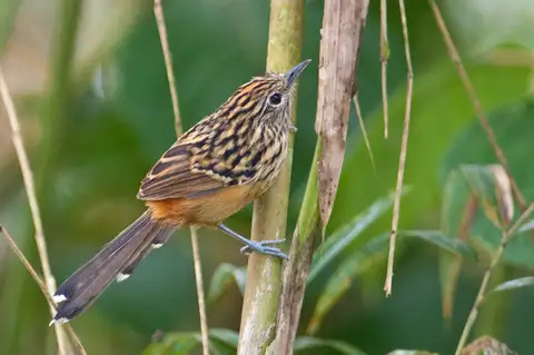 Streak-headed Antbird