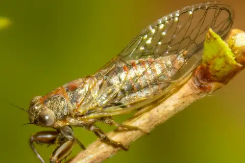 Brown Heath-buzzer