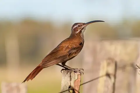 Scimitar-billed Woodcreeper