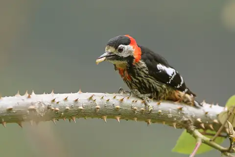 Crimson-naped Woodpecker