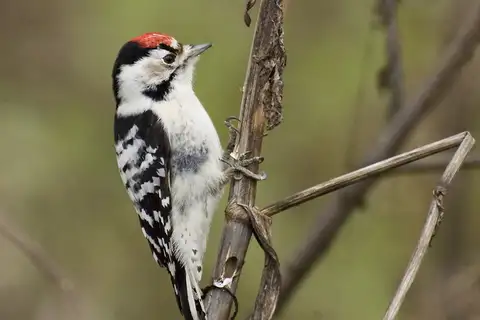 Lesser Spotted Woodpecker