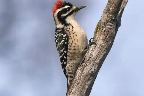 Nuttall's Woodpecker