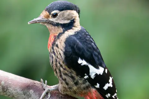 Necklaced Woodpecker