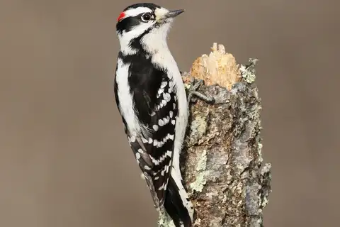 Downy Woodpecker