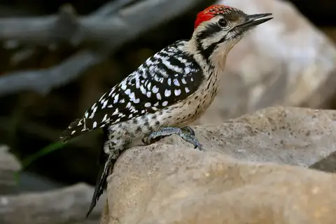 Ladder-backed Woodpecker