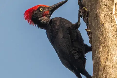 Andaman Woodpecker