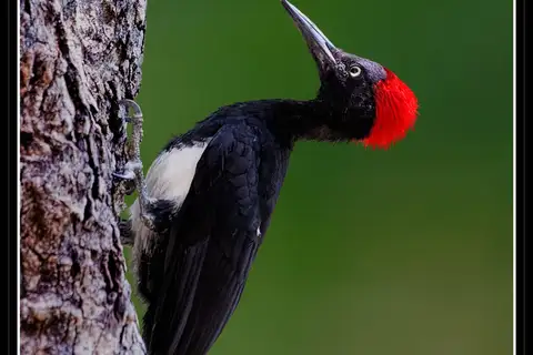 White-bellied Woodpecker