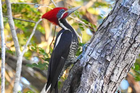 Lineated Woodpecker