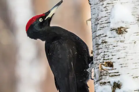 Black Woodpecker
