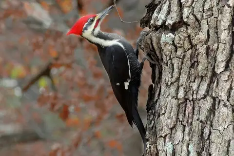Pileated Woodpecker