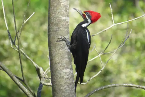 Black-bodied Woodpecker