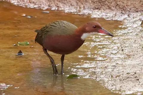 White-throated Rail