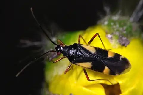 four-spotted plant bug
