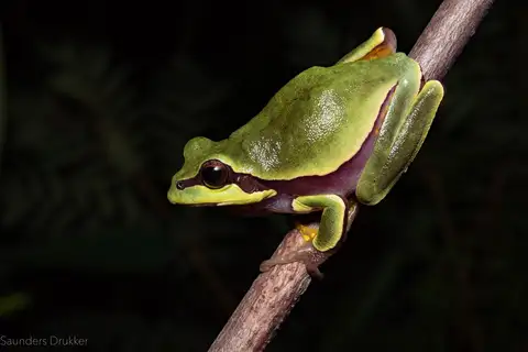 Pine barrens tree frog
