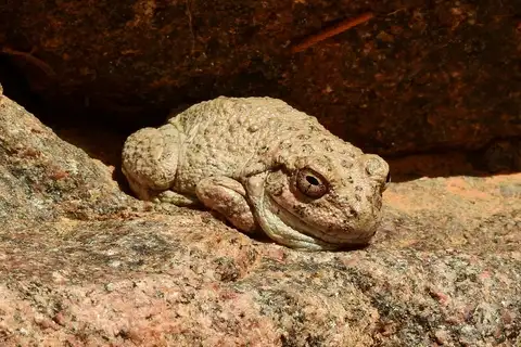 Canyon Tree Frog