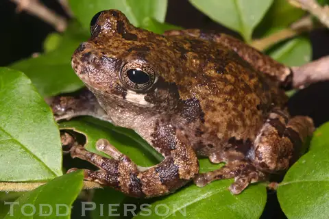 Bird-voiced Treefrog