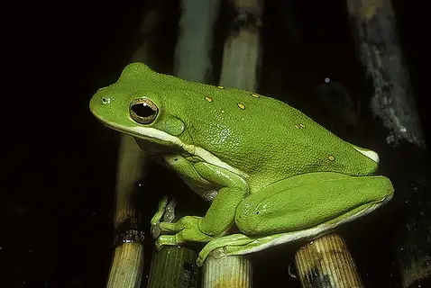 Green Treefrog