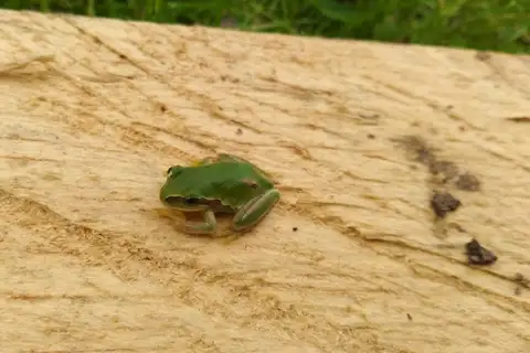 Southern Highland Tree Frog
