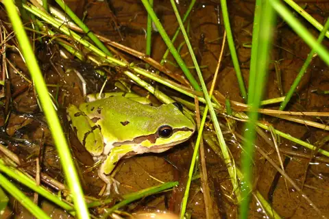 Mountain Tree Frog