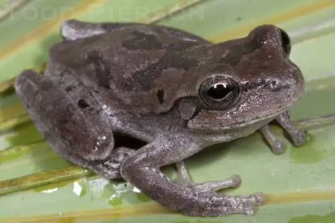 Pine Woods Tree Frog