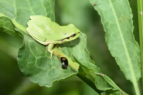 Yellow-bellied Treefrog