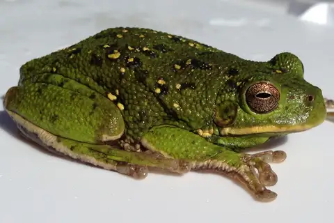 Barking Tree Frog