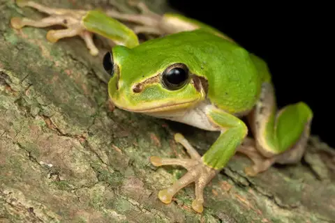 Eastern Japanese Tree Frog