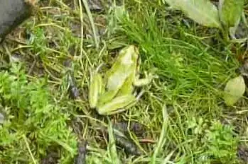 Ridged Tree Frog
