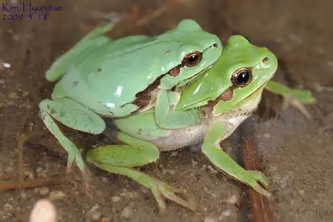 Suweon Tree Frog