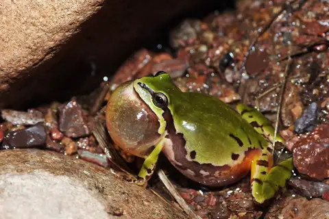 Arizona Tree Frog