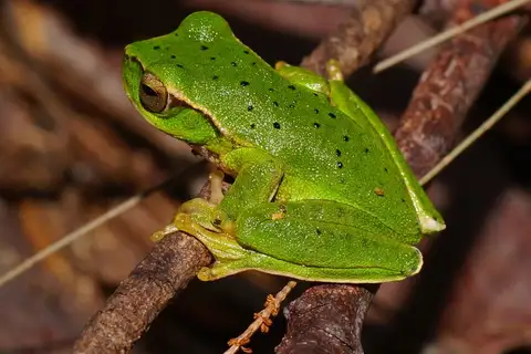 Mountain Stream Frog