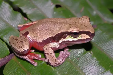Blue Mountains Tree Frog