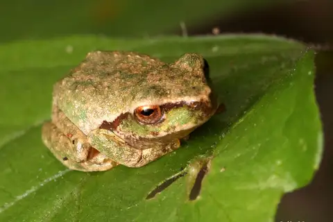 Davies' Tree Frog