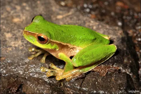 Cascade Tree Frog
