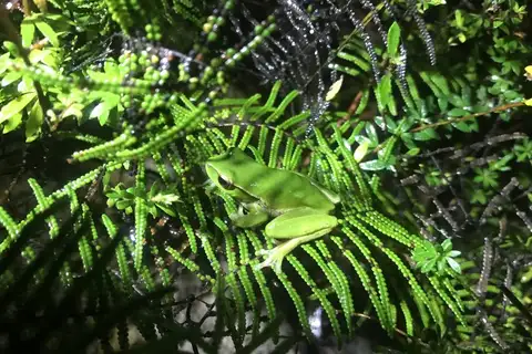 Leaf Green Tree Frog